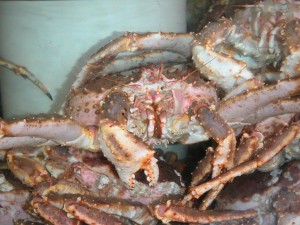 Alaska Tanner Crab image