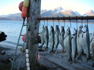 Alaska Salmon Fishing Jobs Photo