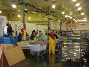 Dutch Harbor Fish Processing Photo